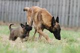 TETER - MALINOIS 143